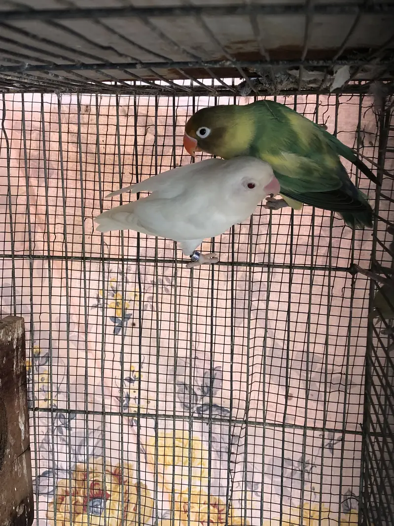 Parblue x albino red eyes breeder pair and cream covered breeder male — photo 2