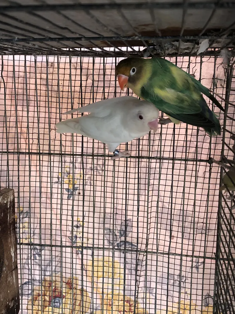 Parblue x albino red eyes breeder pair and cream covered breeder male — photo 3
