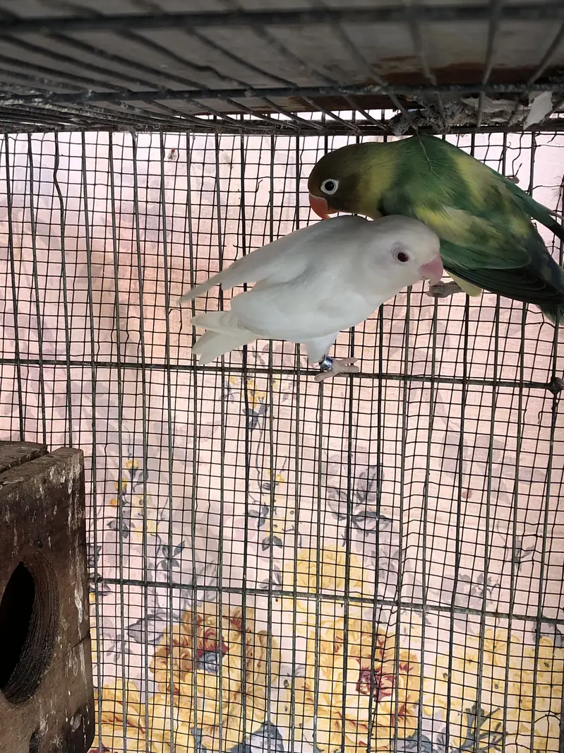 Parblue x albino red eyes breeder pair and cream covered breeder male — photo 4