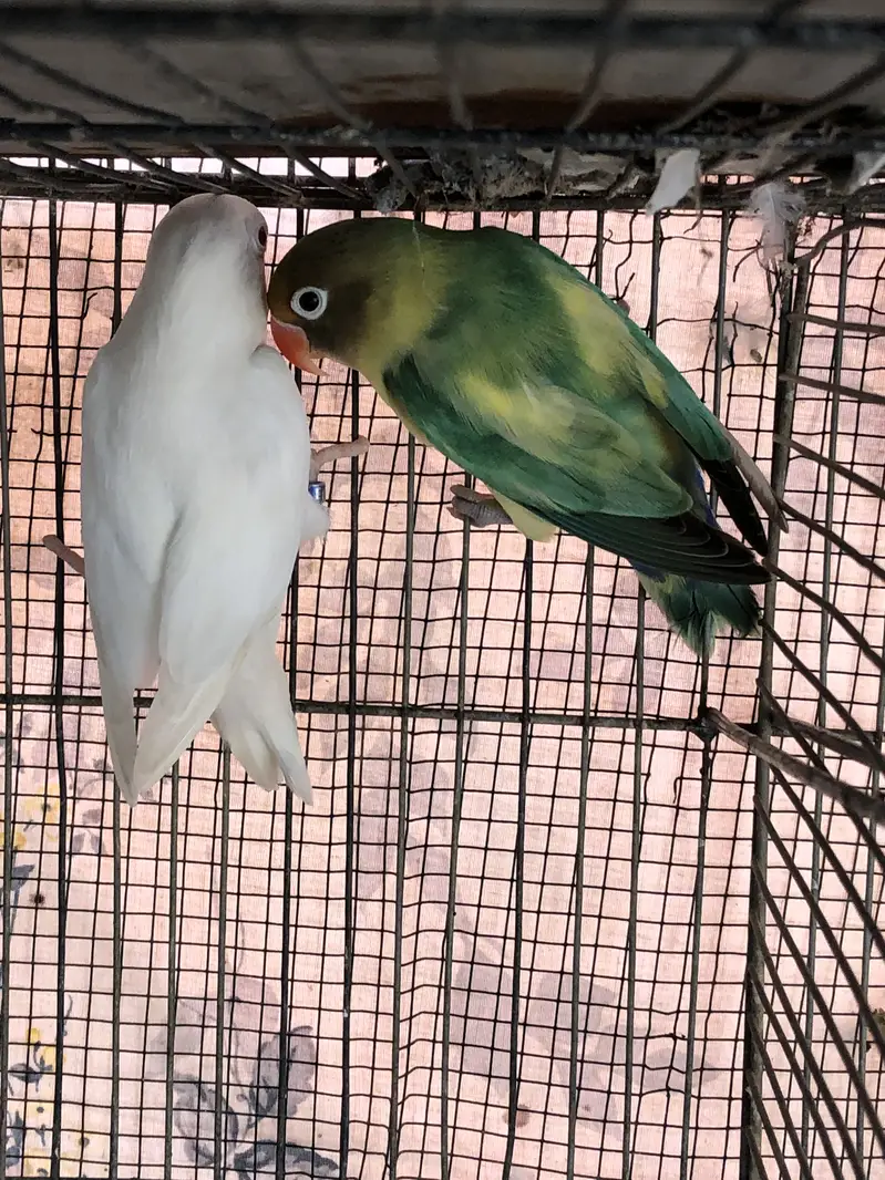 Parblue x albino red eyes breeder pair and cream covered breeder male — photo 5