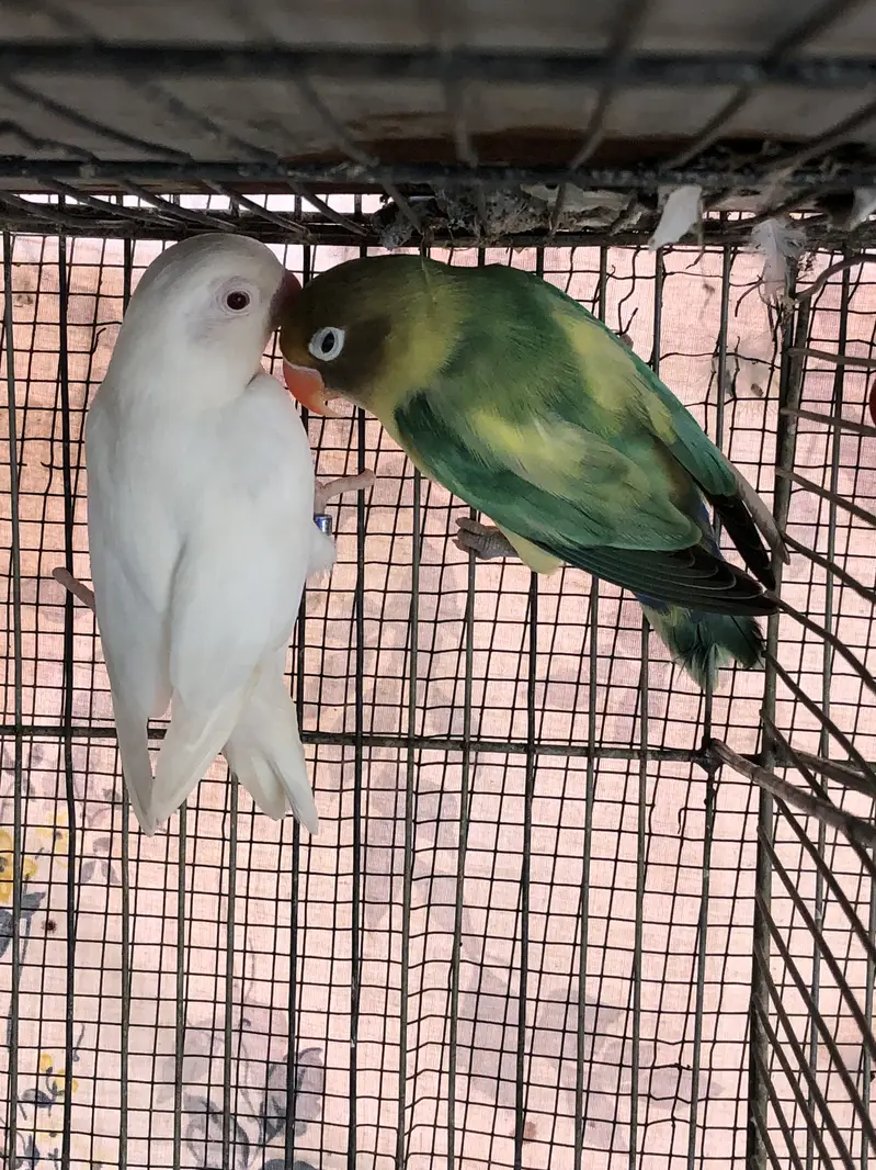Parblue x albino red eyes breeder pair and cream covered breeder male — photo 6
