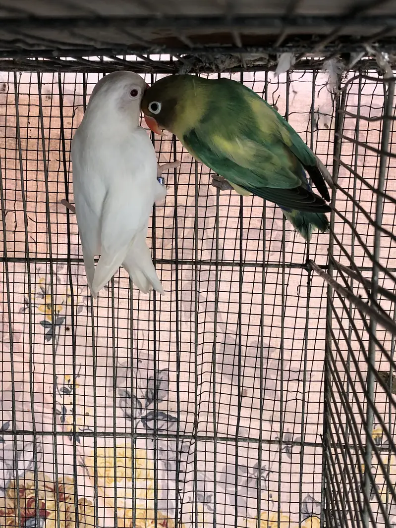 Parblue x albino red eyes breeder pair and cream covered breeder male — photo 7