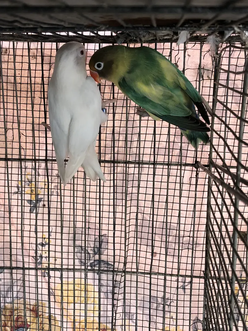Parblue x albino red eyes breeder pair and cream covered breeder male — photo 8