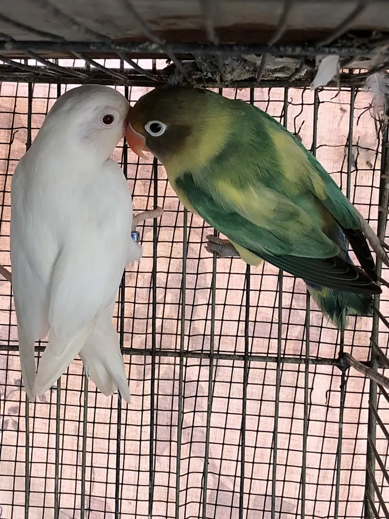 Parblue x albino red eyes breeder pair and cream covered breeder male — photo 9