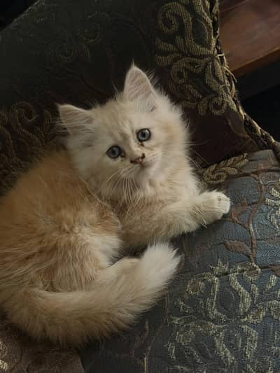 salam i am selling a Persian cat male triple coat