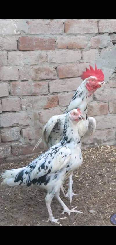 bengum aseel for sale location Faisalabad