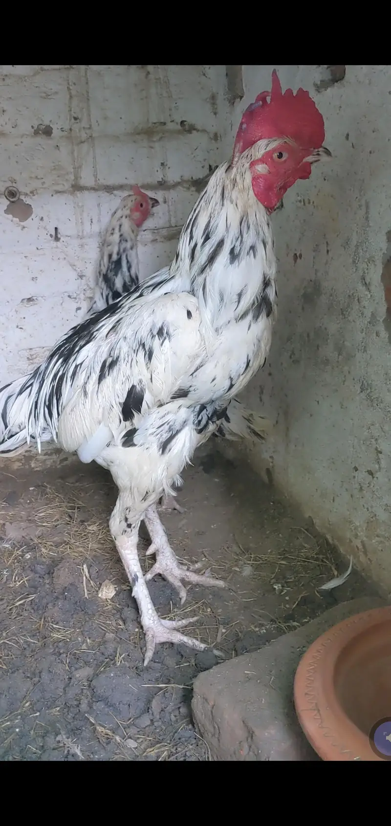 bengum aseel for sale location Faisalabad — photo 2