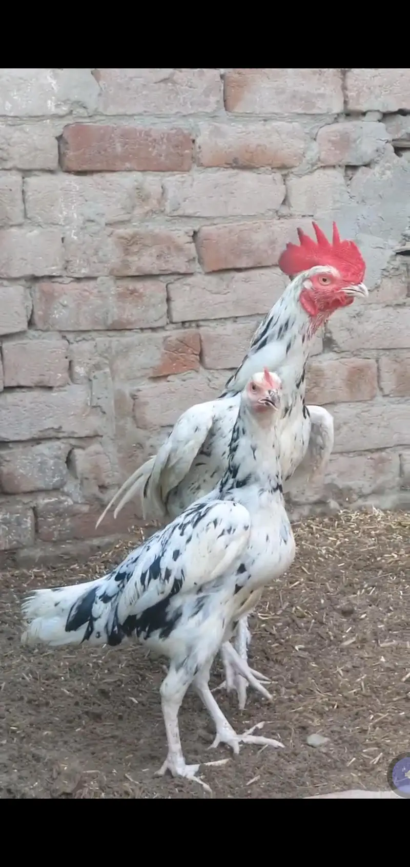 bengum aseel for sale location Faisalabad — photo 3