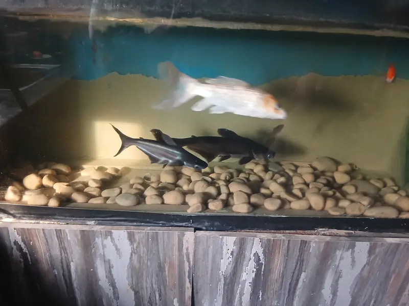 10Fishes with iron stand aquarium
