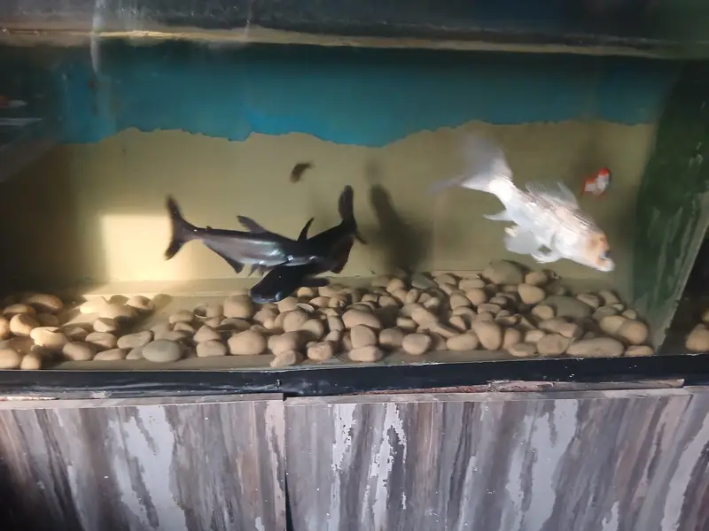 10Fishes with iron stand aquarium — photo 2