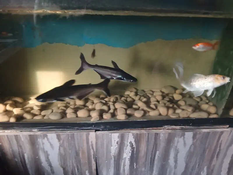 10Fishes with iron stand aquarium — photo 3