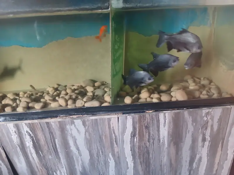 10Fishes with iron stand aquarium — photo 4