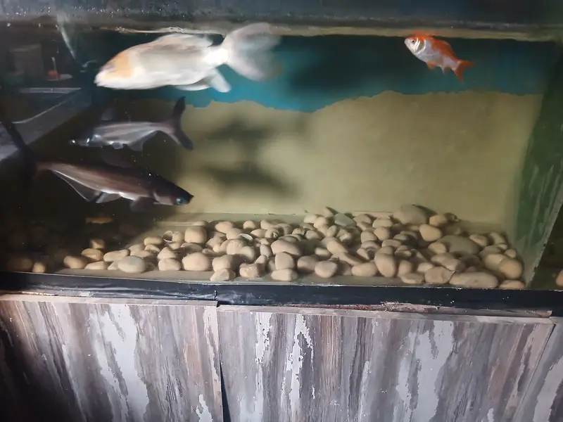 10Fishes with iron stand aquarium — photo 5