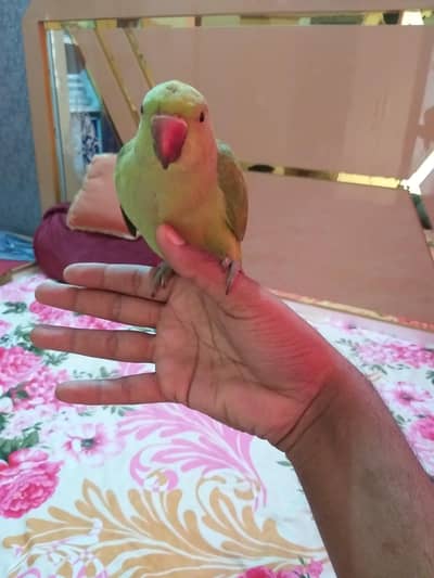 ringneck parrot handtame ha