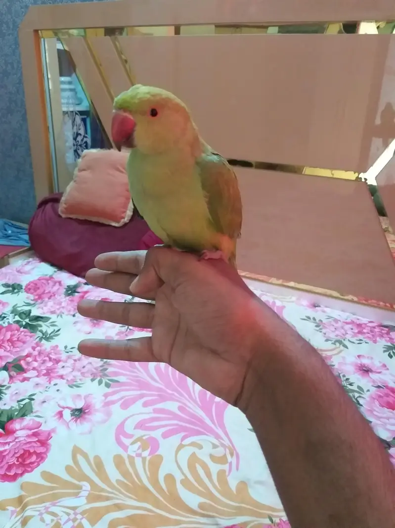 ringneck parrot handtame ha — photo 2