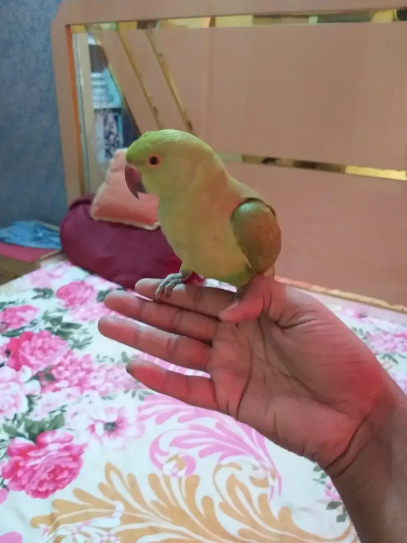 ringneck parrot handtame ha — photo 3