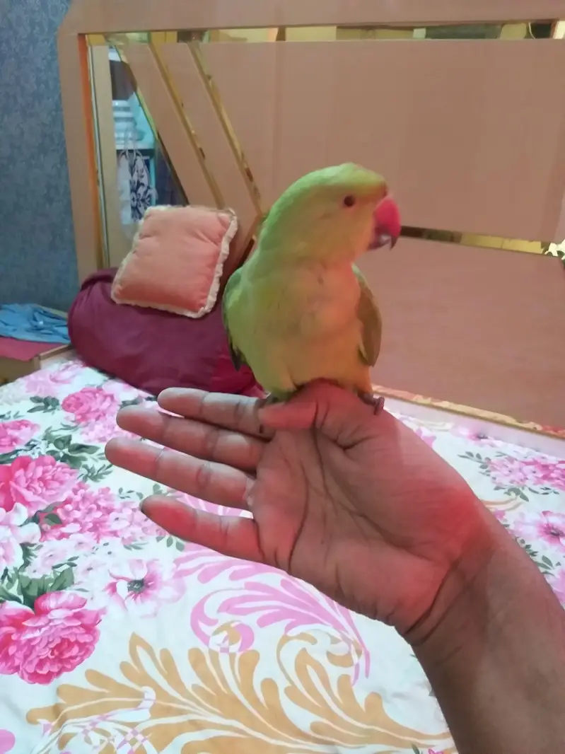 ringneck parrot handtame ha — photo 4