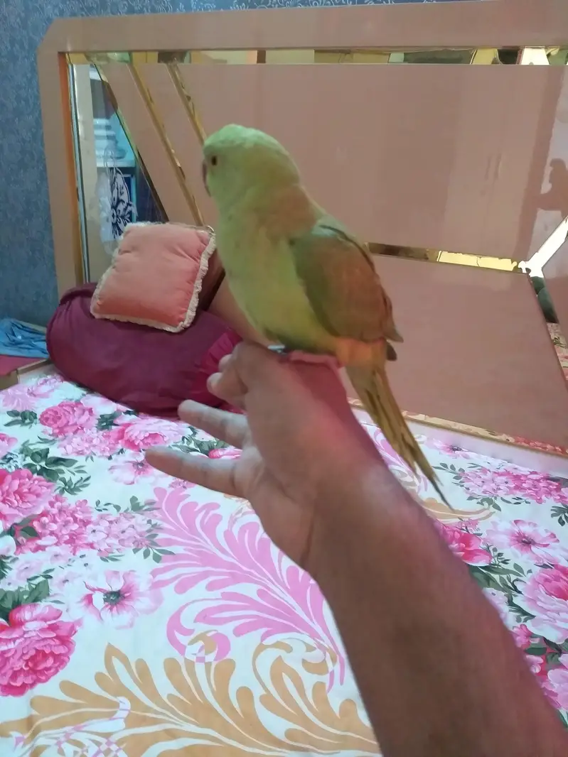 ringneck parrot handtame ha — photo 5