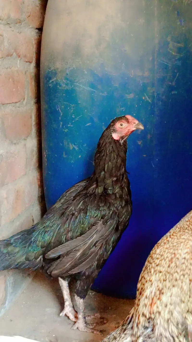 aseel hen 2 female berder healthy & active contacWhatsApp 03239647518 — photo 2