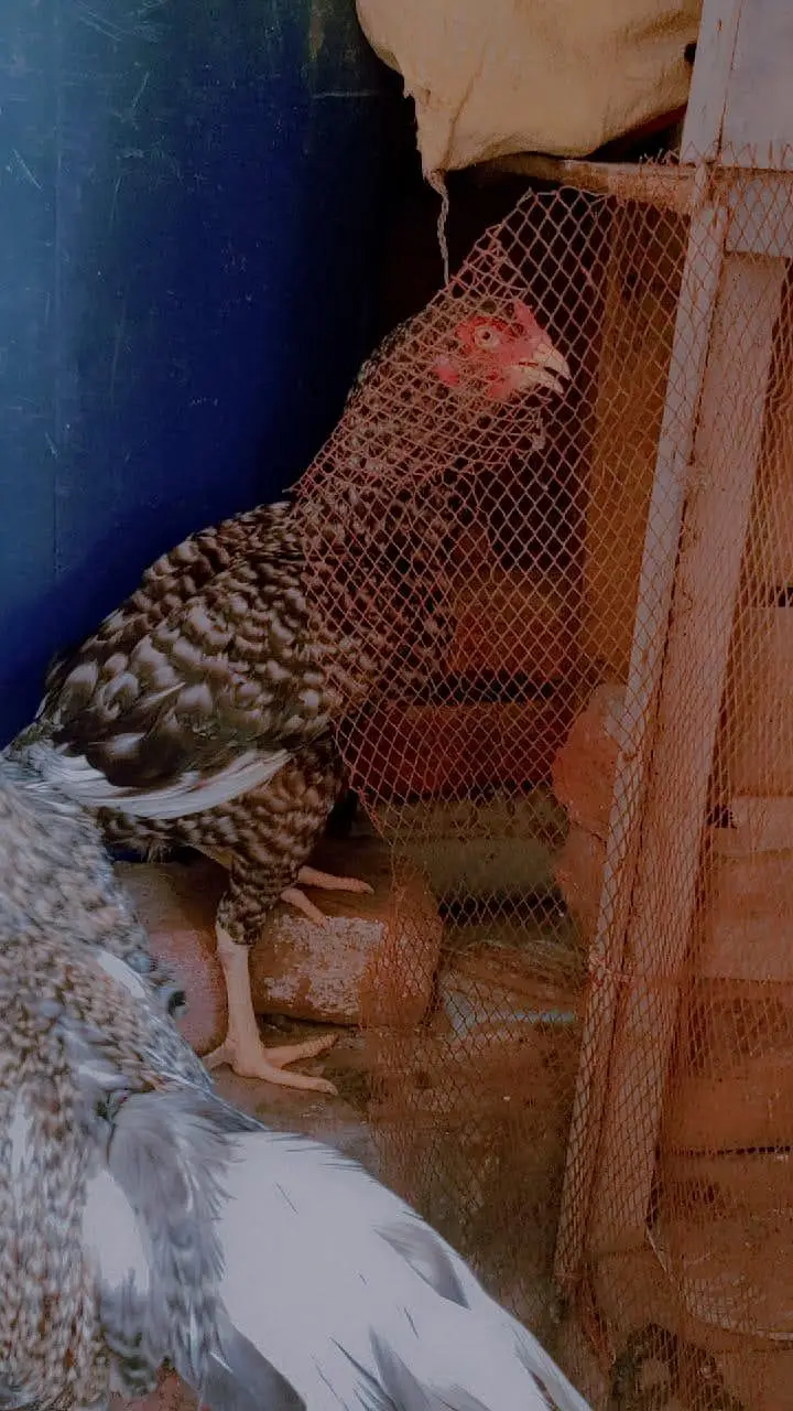 aseel hen 2 female berder healthy & active contacWhatsApp 03239647518 — photo 4