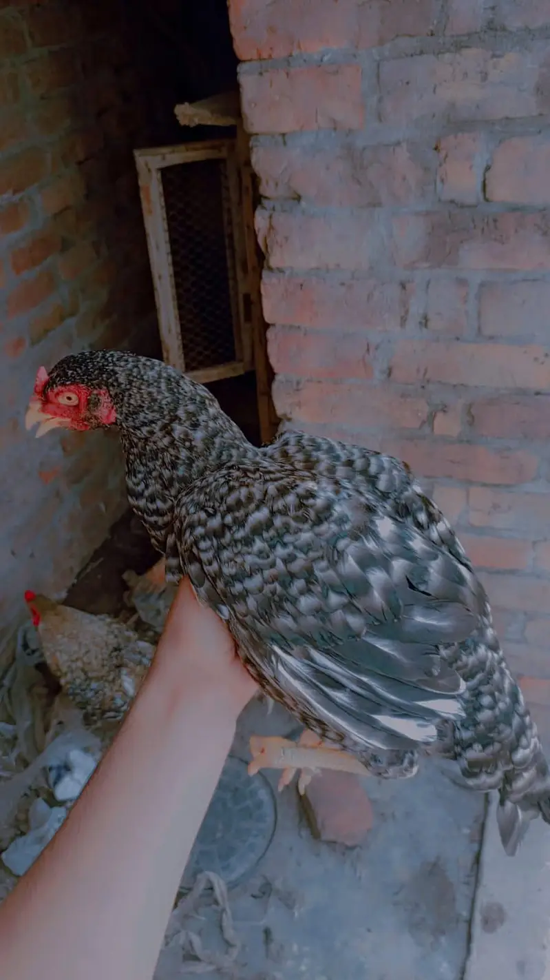aseel hen 2 female berder healthy & active contacWhatsApp 03239647518 — photo 5
