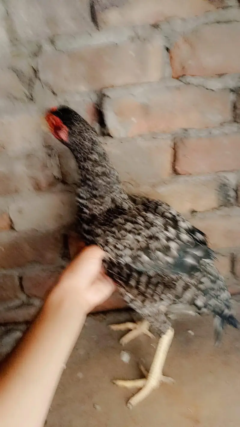 aseel hen 2 female berder healthy & active contacWhatsApp 03239647518 — photo 6