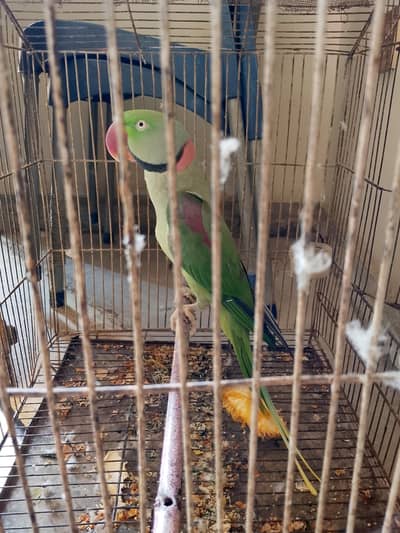hand tame parrot for sale