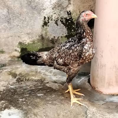 2. hens