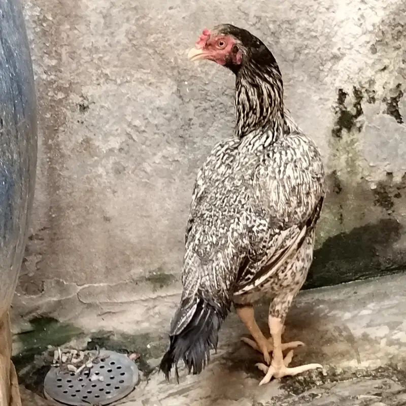 2. hens — photo 2