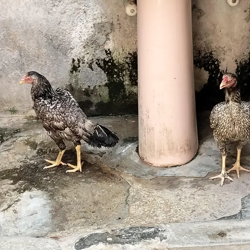 2. hens — photo 3
