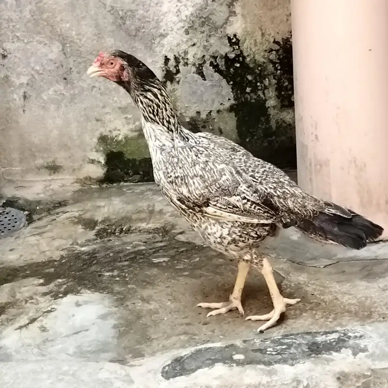 2. hens — photo 4