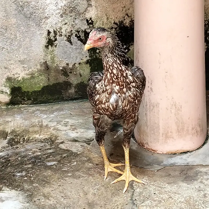 2. hens — photo 5