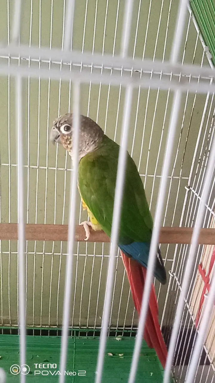 Pineapple conure pair confirm breeder pair history available video — photo 4