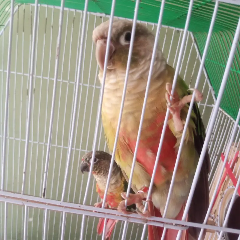 Pineapple conure pair confirm breeder pair history available video — photo 5