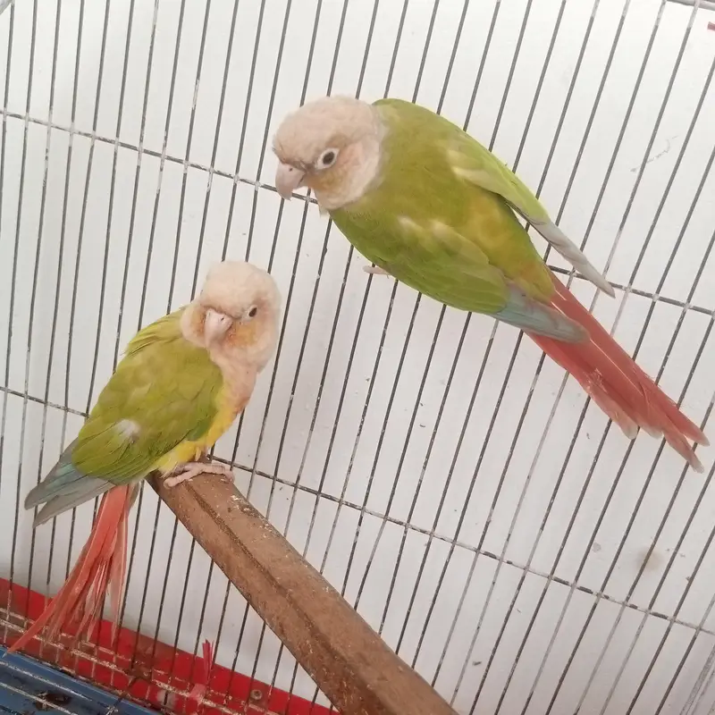 Pineapple conure pair confirm breeder pair history available video — photo 6