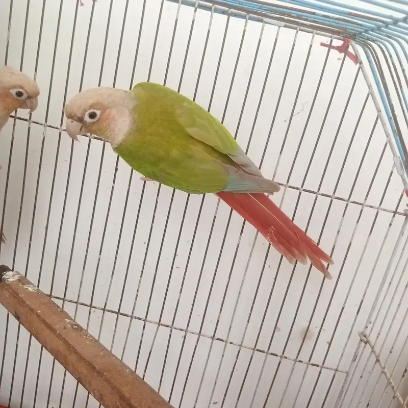 Pineapple conure pair confirm breeder pair history available video — photo 7