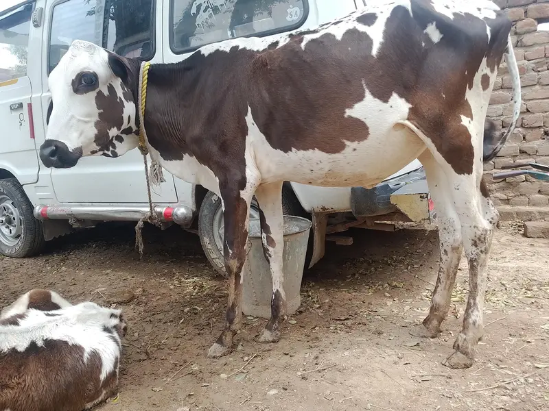 فریزیئن کراس نسل کی بچھڑی اور دو بچھڑے — photo 3