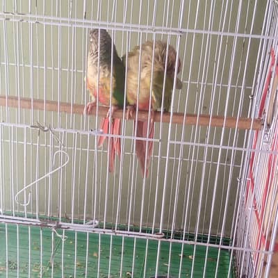 Pineapple conure pair confirm breeder pair history available video