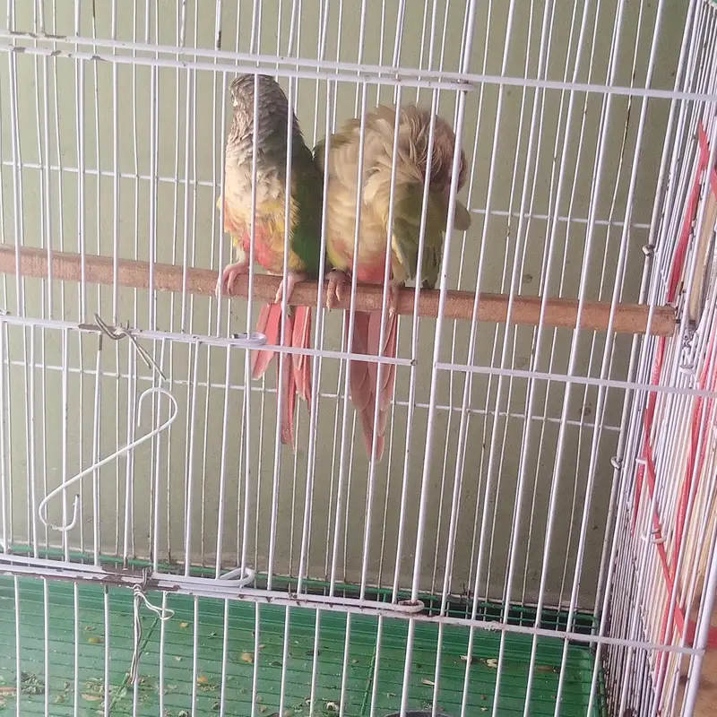 Pineapple conure pair confirm breeder pair history available video — photo 3