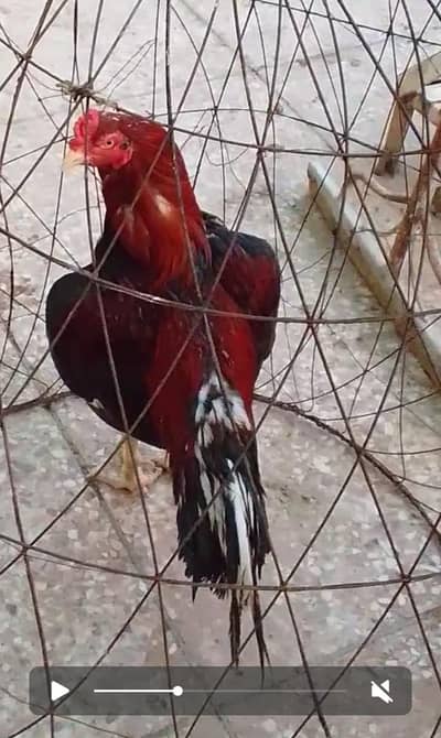amroha murgha pure mianwali bloodline