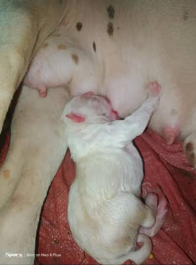 gultair male puppy and female puppeis available