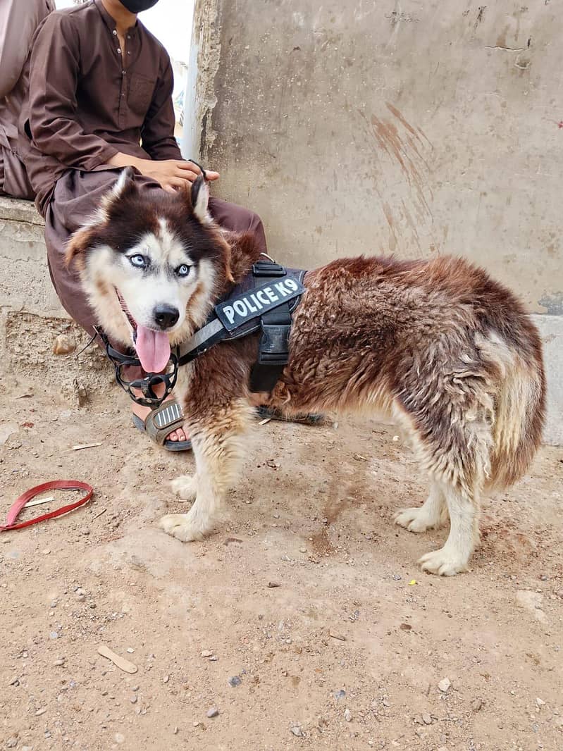 husky 0