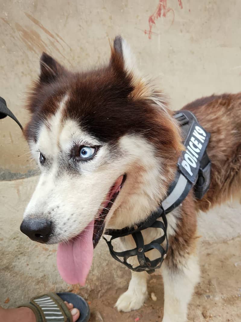 husky 1