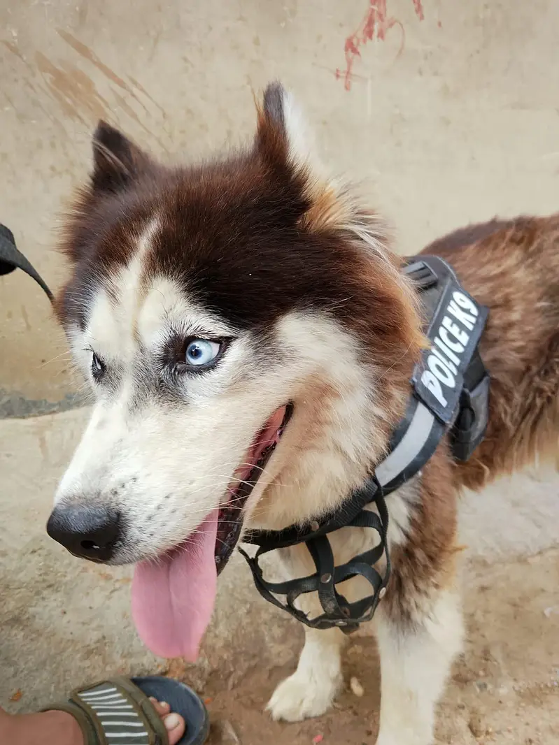 husky — photo 2