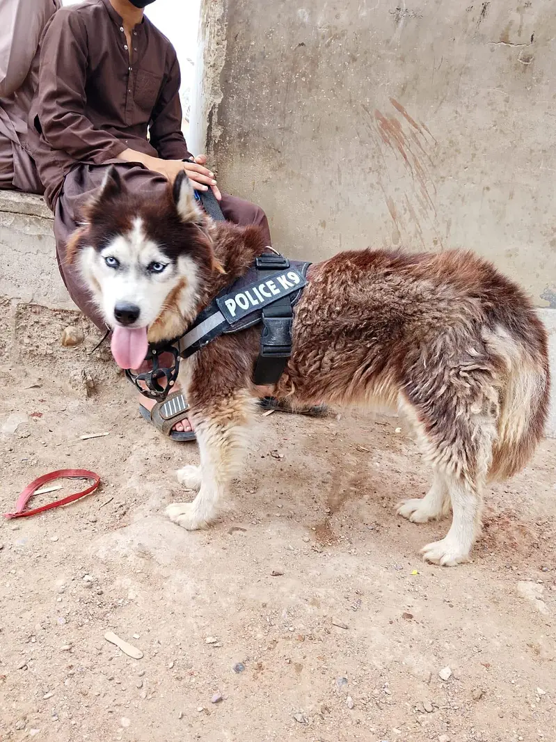 husky — photo 3