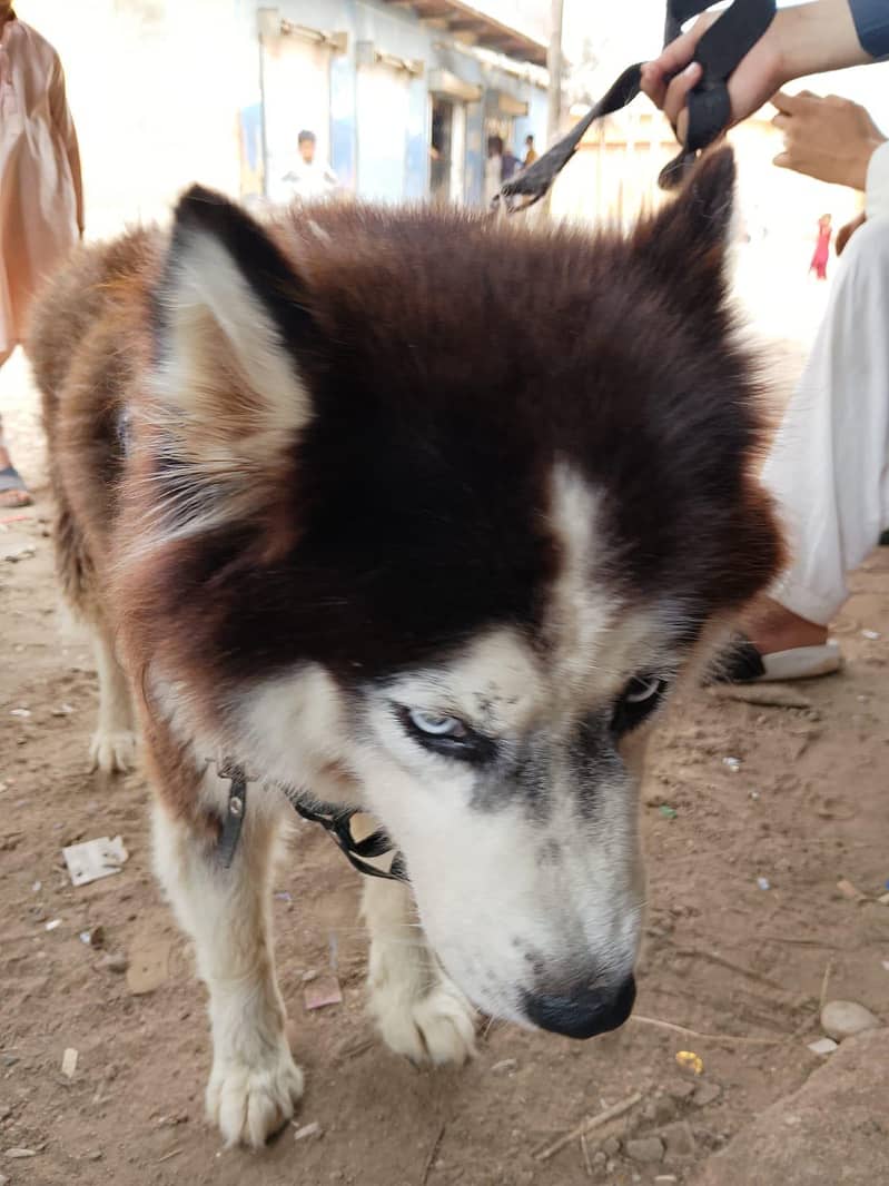 husky 3