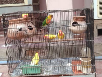 Iron cage for sale