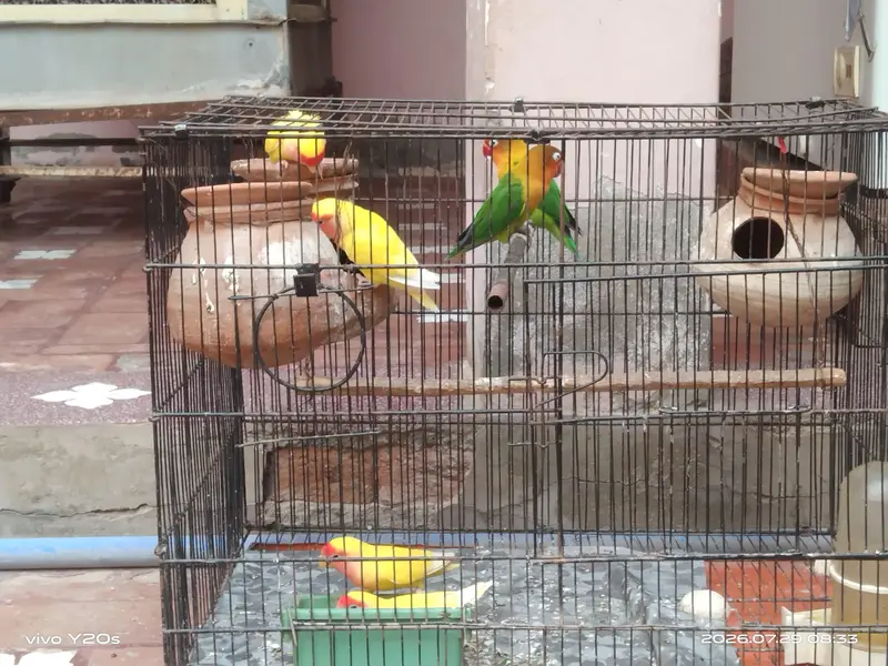 Breeder pair love birds — photo 5