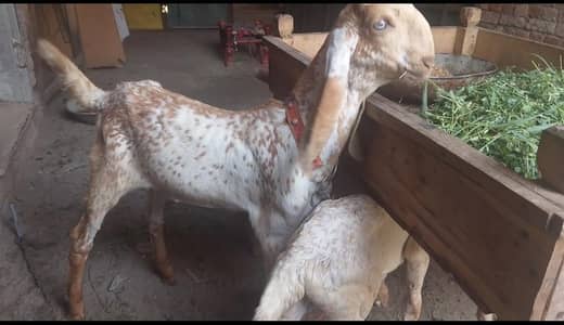 پیور مکھی چینا بریڈر بکرا