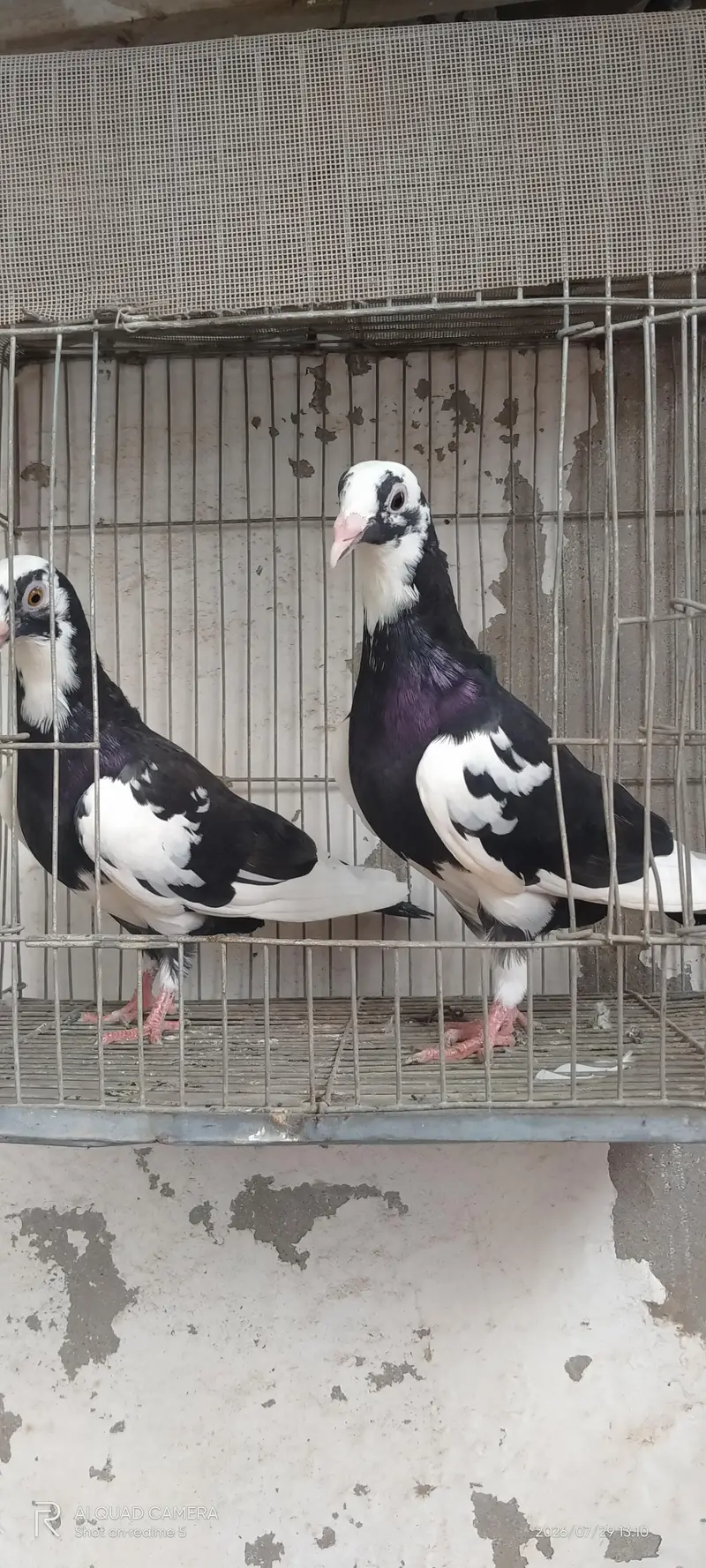 mukhi 1200 — photo 9